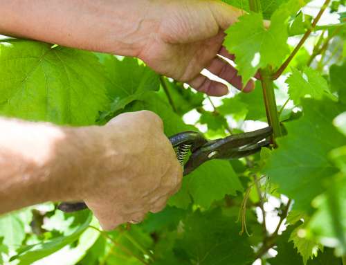 L’ESSENZIALE E’ TENERE ACCESA  LA MOTOSEGA